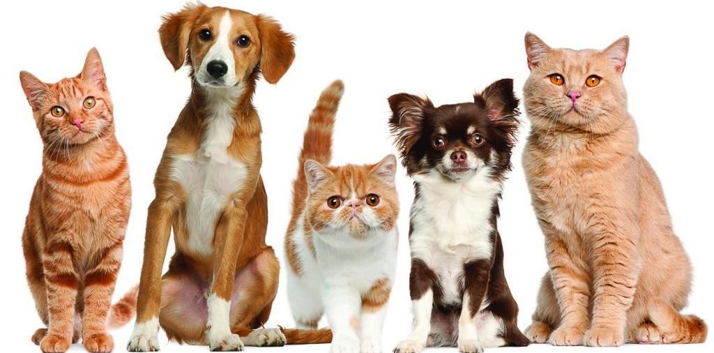 Доска объявлений о животных | ЗооТом - продажа, вязка и услуги для животных в Ноябрьске