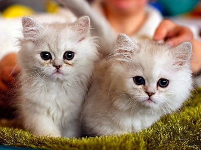 Породы кошек в Ноябрьске | ЗооТом портал о животных