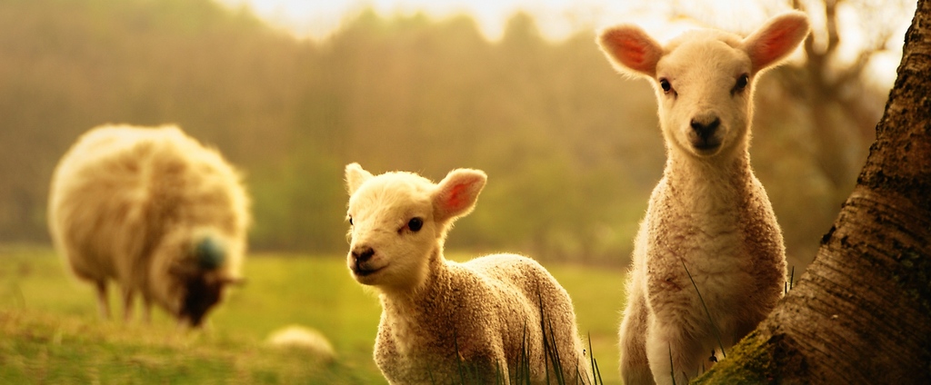Объявления о сельскохозяйственных животных | ЗооТом - продажа, вязка и услуги для животных в Ноябрьске