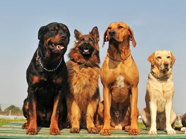 Крупные породы собак в Ноябрьске | ЗооТом портал о животных