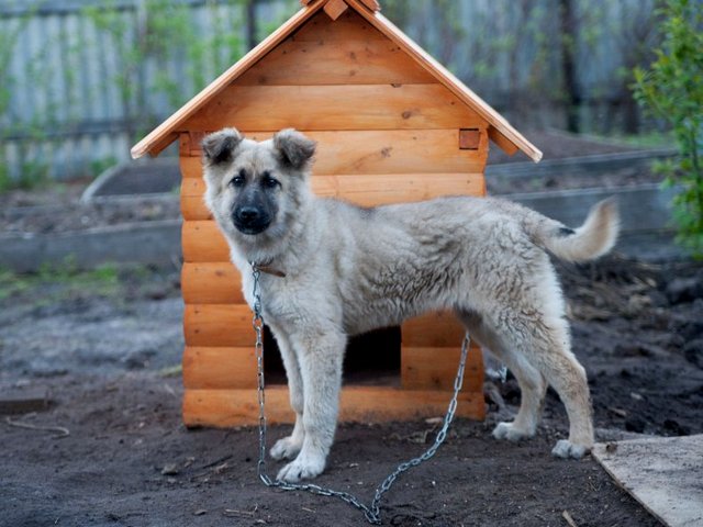 Все о собаках в Ноябрьске